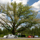 Illustration for article titled What Would You Do With The Most Famous Tree In Racing?